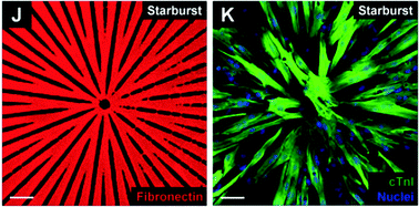 Graphical abstract: Precisely parameterized experimental and computational models of tissue organization