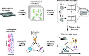 Graphical abstract: Time series modeling of live-cell shape dynamics for image-based phenotypic profiling