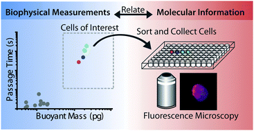 Graphical abstract: Deformability-based cell selection with downstream immunofluorescence analysis