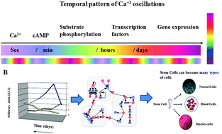 Graphical abstract: Studying complex system: calcium oscillations as attractor of cell differentiation