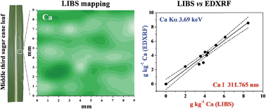 Graphical abstract: Direct analysis of plant leaves by EDXRF and LIBS: microsampling strategies and cross-validation