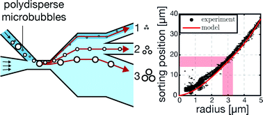Graphical abstract: Bubble sorting in pinched microchannels for ultrasound contrast agent enrichment
