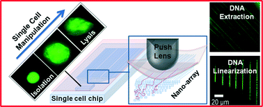 Graphical abstract: Development of a platform for single cell genomics using convex lens-induced confinement