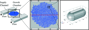 Graphical abstract: Modeling and CFD simulation of nutrient distribution in picoliter bioreactors for bacterial growth studies on single-cell level
