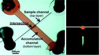 Graphical abstract: A microfluidic device for rapid quantification of cell-free DNA in patients with severe sepsis