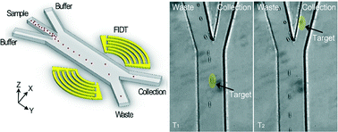 Graphical abstract: A high-throughput acoustic cell sorter