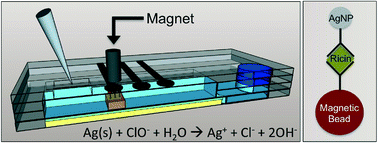 Graphical abstract: Paper diagnostic device for quantitative electrochemical detection of ricin at picomolar levels