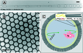 Graphical abstract: Biocompatible fluorinated polyglycerols for droplet microfluidics as an alternative to PEG-based copolymer surfactants