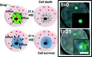 Graphical abstract: Phenotypic drug profiling in droplet microfluidics for better targeting of drug-resistant tumors