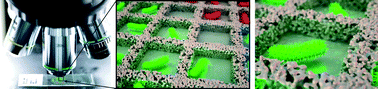 Graphical abstract: Nanoporous microscale microbial incubators
