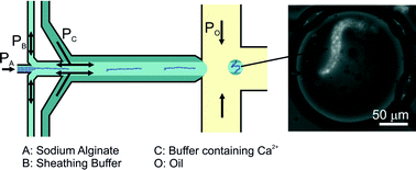 Graphical abstract: Controllable generation and encapsulation of alginate fibers using droplet-based microfluidics