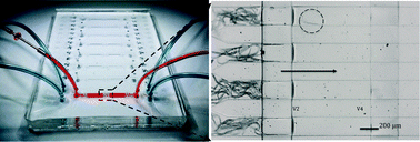 Graphical abstract: Versatile size-dependent sorting of C. elegans nematodes and embryos using a tunable microfluidic filter structure