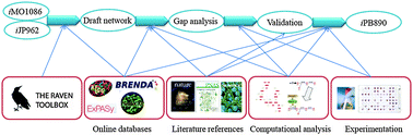 Graphical abstract: Genome-scale reconstruction of the metabolic network in Pseudomonas stutzeri A1501