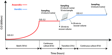 Graphical abstract: Can we predict the intracellular metabolic state of a cell based on extracellular metabolite data?