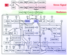 Graphical abstract: Multi-scale modeling of cell survival and death mediated by the p53 network: a systems pharmacology framework