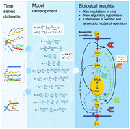 Graphical abstract: New insights into the complex regulation of the glycolytic pathway in Lactococcus lactis. I. Construction and diagnosis of a comprehensive dynamic model
