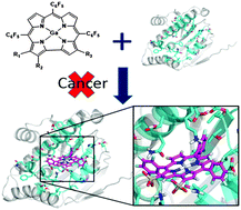 Graphical abstract: Computational predictions of corroles as a class of Hsp90 inhibitors