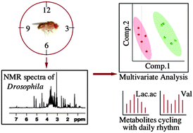 Graphical abstract: NMR-based investigation of the Drosophila melanogaster metabolome under the influence of daily cycles of light and temperature