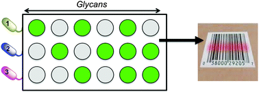 Graphical abstract: Discrimination between bacterial species by ratiometric analysis of their carbohydrate binding profile