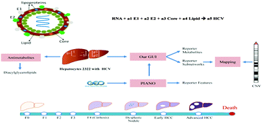 Graphical abstract: Systems biology analysis of hepatitis C virus infection reveals the role of copy number increases in regions of chromosome 1q in hepatocellular carcinoma metabolism