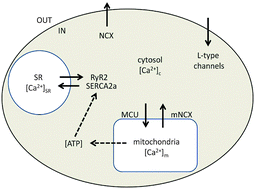 Graphical abstract: Coupling calcium dynamics and mitochondrial bioenergetic: an in silico study to simulate cardiomyocyte dysfunction