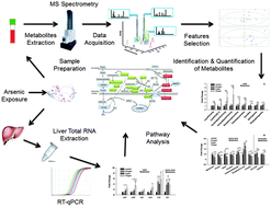 Graphical abstract: Serum metabolomics reveals that arsenic exposure disrupted lipid and amino acid metabolism in rats: a step forward in understanding chronic arsenic toxicity