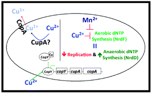 Graphical abstract: Copper intoxication inhibits aerobic nucleotide synthesis in Streptococcus pneumoniae