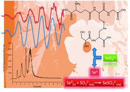 Graphical abstract: Selenopeptides and elemental selenium in Thunbergia alata after exposure to selenite: quantification method for elemental selenium