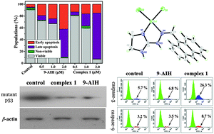 Graphical abstract: Synthesis and antitumor mechanisms of a copper(ii) complex of anthracene-9-imidazoline hydrazone (9-AIH)