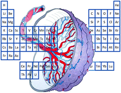 Graphical abstract: The metallome of the human placenta in gestational diabetes mellitus