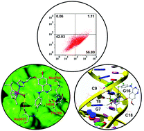 Graphical abstract: Discovery of a dual-targeting organometallic ruthenium complex with high activity inducing early stage apoptosis of cancer cells