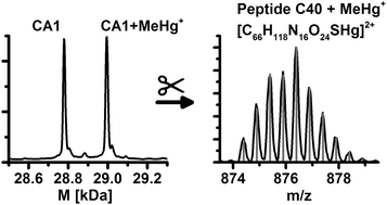 Graphical abstract: Investigating the adduct formation of organic mercury species with carbonic anhydrase and hemoglobin from human red blood cell hemolysate by means of LC/ESI-TOF-MS and LC/ICP-MS