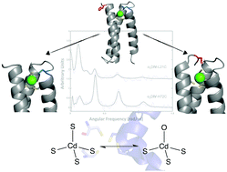 Graphical abstract: Variable primary coordination environments of Cd(ii) binding to three helix bundles provide a pathway for rapid metal exchange