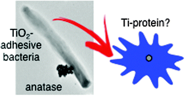 Graphical abstract: Contemplating a role for titanium in organisms