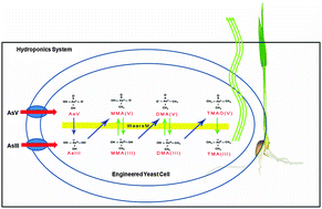 Graphical abstract: A novel arsenic methyltransferase gene of Westerdykella aurantiaca isolated from arsenic contaminated soil: phylogenetic, physiological, and biochemical studies and its role in arsenic bioremediation