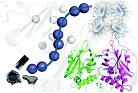 Graphical abstract: Roles of Escherichia coli ZinT in cobalt, mercury and cadmium resistance and structural insights into the metal binding mechanism
