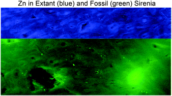 Graphical abstract: Chemistry of bone remodelling preserved in extant and fossil Sirenia