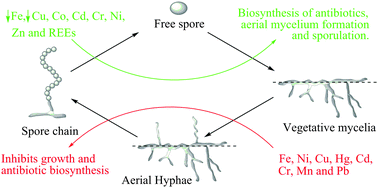 Graphical abstract: Effects of trace metal ions on secondary metabolism and the morphological development of streptomycetes