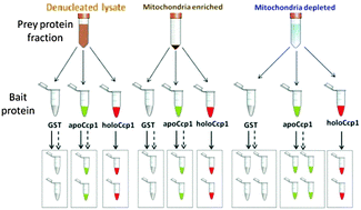 Graphical abstract: Targeted proteomics identify metabolism-dependent interactors of yeast cytochrome c peroxidase: implications in stress response and heme trafficking