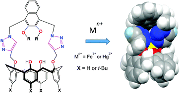 Graphical abstract: Naphthyl “capped” triazole-linked calix[4]arene hosts as fluorescent chemosensors towards Fe3+ and Hg2+: an experimental and DFT computational study