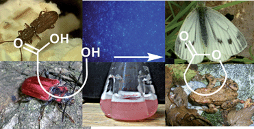 Graphical abstract: The use of the lactone motif in chemical communication
