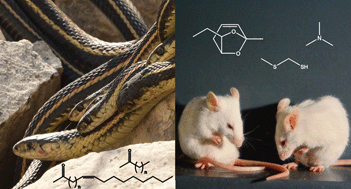 Graphical abstract: Chemical signals in terrestrial vertebrates: search for design features