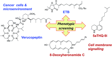 Graphical abstract: Natural products-prompted chemical biology: phenotypic screening and a new platform for target identification