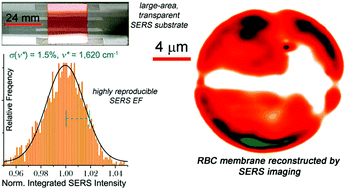 Graphical abstract: Surface-enhanced Raman imaging of cell membrane by a highly homogeneous and isotropic silver nanostructure
