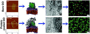 Graphical abstract: Protein corona mitigates the cytotoxicity of graphene oxide by reducing its physical interaction with cell membrane