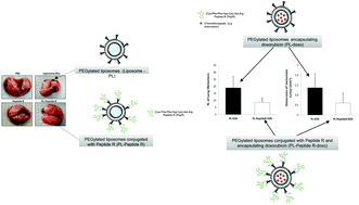 Graphical abstract: CXCR4-antagonist Peptide R-liposomes for combined therapy against lung metastasis