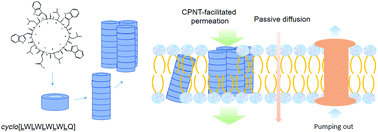 Graphical abstract: Transmembrane delivery of anticancer drugs through self-assembly of cyclic peptide nanotubes