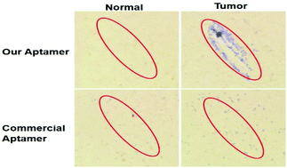 Graphical abstract: Tumor cell-specific photothermal killing by SELEX-derived DNA aptamer-targeted gold nanorods