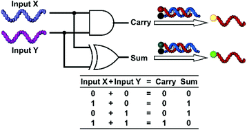 Graphical abstract: DNA based arithmetic function: a half adder based on DNA strand displacement