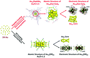 Graphical abstract: Atomic structure of a peptide coated gold nanocluster identified using theoretical and experimental studies